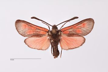 Vorschaubild Zygaena (Mesembrynus) corsica sardiniensis ab. bielongata Bytinski-Salz, 1937